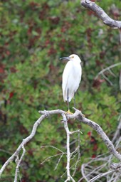 IMG_9781.jpg