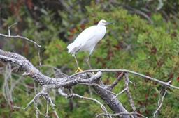 IMG_9782.jpg