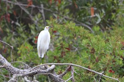 IMG_9784.jpg
