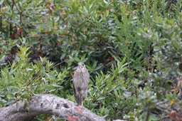 IMG_9785.jpg