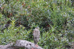 IMG_9786.jpg