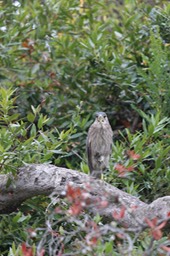 IMG_9790.jpg