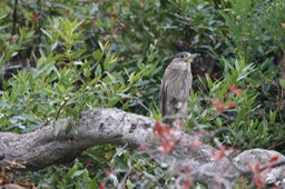 IMG_9793.jpg