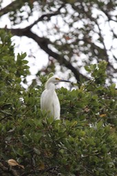 IMG_9795.jpg