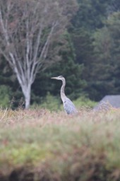 IMG_9825.jpg
