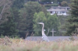 IMG_9826.jpg