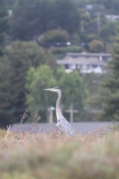 IMG_9827.jpg