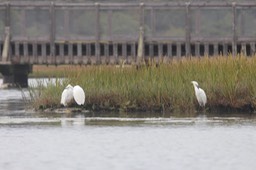 IMG_9839.jpg