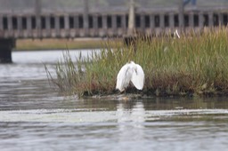 IMG_9858.jpg