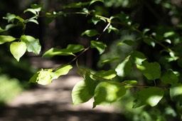 IMG_9930