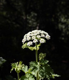 IMG_9944