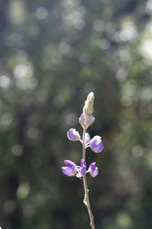 IMG_9954