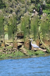 Nehalem11