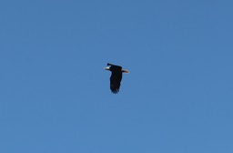Nehalem12
