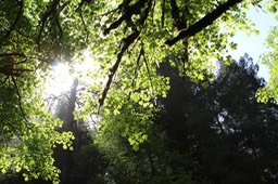 TrilliumTrail1