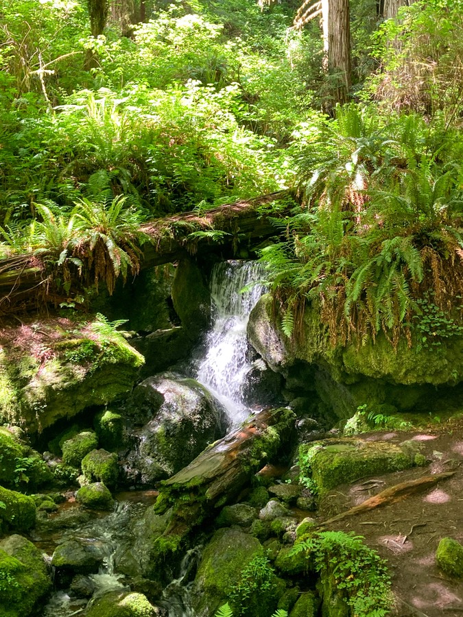 TrilliumTrail21