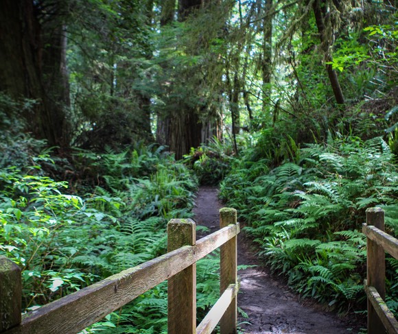 TrilliumTrail5