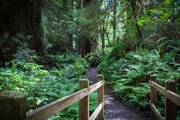 TrilliumTrail5