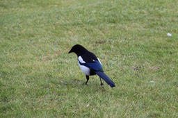 IMG_0774.jpg