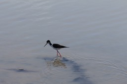 IMG_0110.jpg