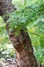 IMG 0119