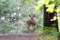 IMG_1552