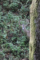 IMG_1591
