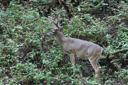 IMG_1598