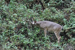 IMG_1602