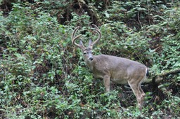 IMG_1613