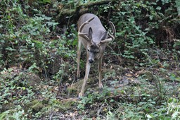 IMG_1642