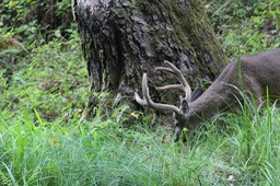 IMG_1742
