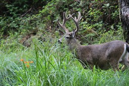 IMG_1756