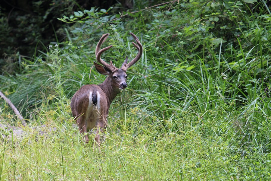 IMG_1799
