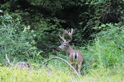 IMG_1828