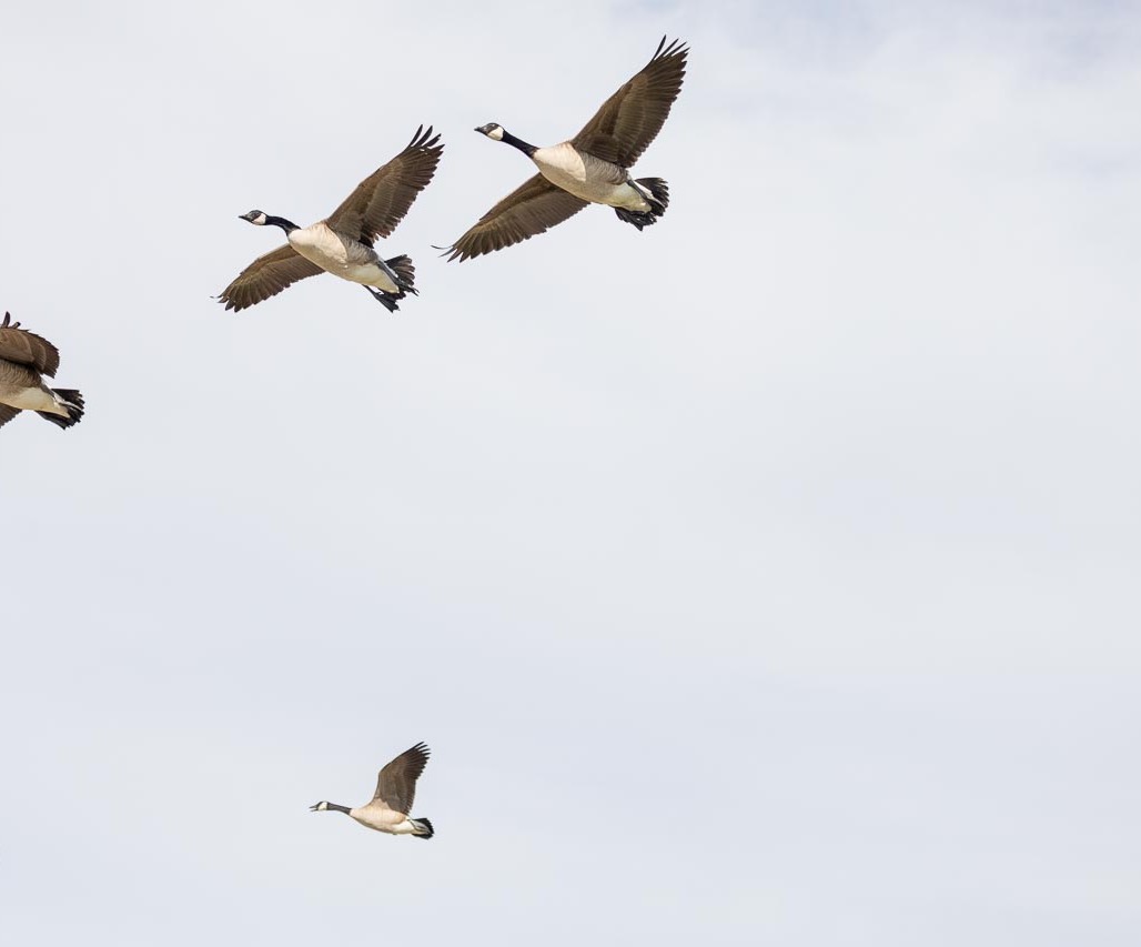 IMG_2452