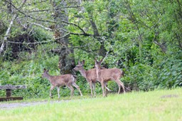 IMG_3668