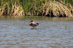 IMG_3981