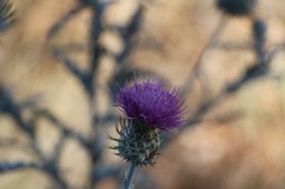 IMG_4379
