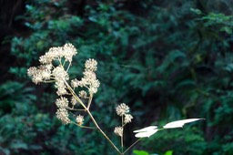 IMG_9207.jpg