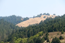 IMG_9222.jpg