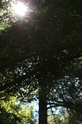 IMG_9331.jpg