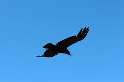 IMG_9373.jpg