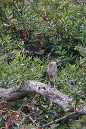 IMG_9778.jpg
