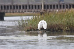 IMG_9858.jpg